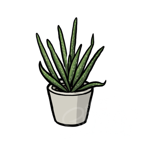 Aloe sample - SunnyDraws
