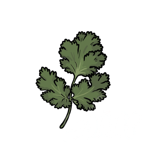 Coriander sample - SunnyDraws