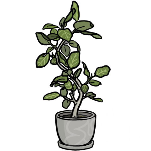 Ficus Audrey sample - SunnyDraws