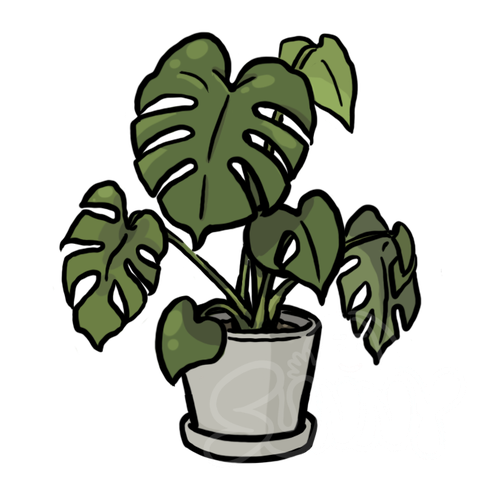 Monstera sample - SunnyDraws
