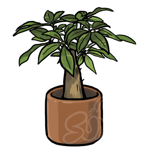 Pachira sample - SunnyDraws