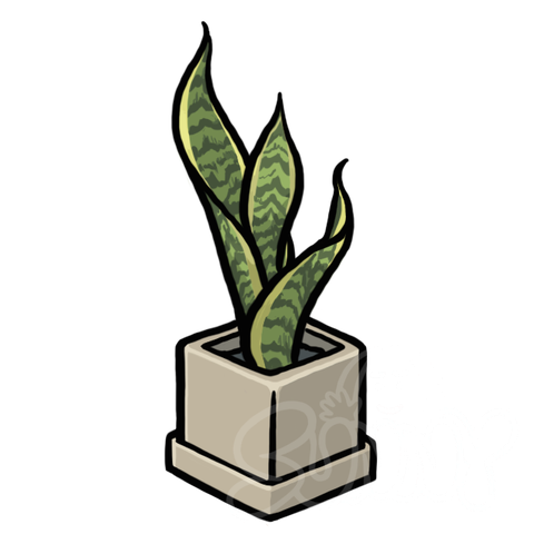 Snake Plant sample - SunnyDraws