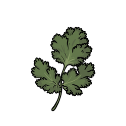 Coriander