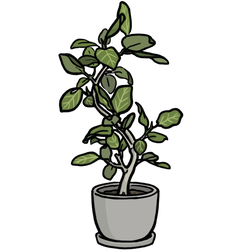 Ficus Audrey thumbnail - SunnyDraws