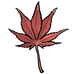 Japanese Maple thumbnail - SunnyDraws